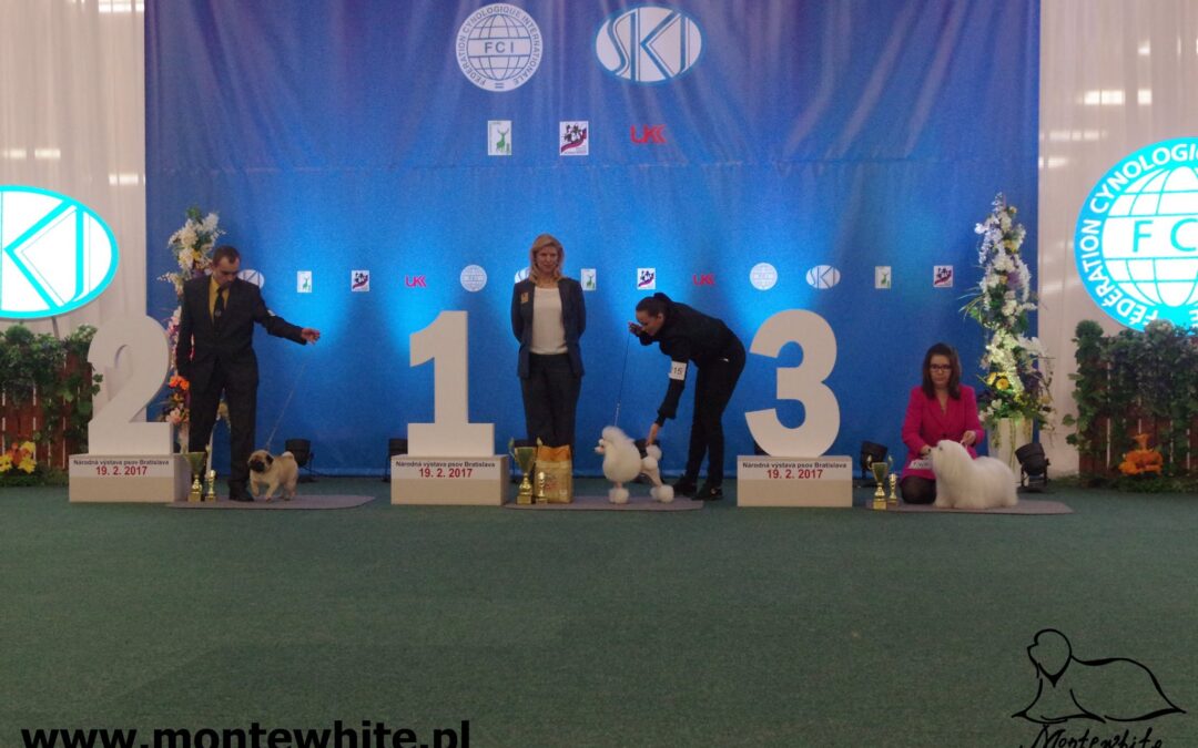 Narodowa wystawa o Zwycięstwo Słowacji DOG SHOW WINNER SLOVENSKA