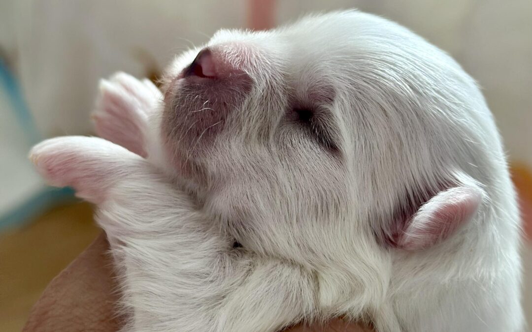 Mamy dostępnego chłopca