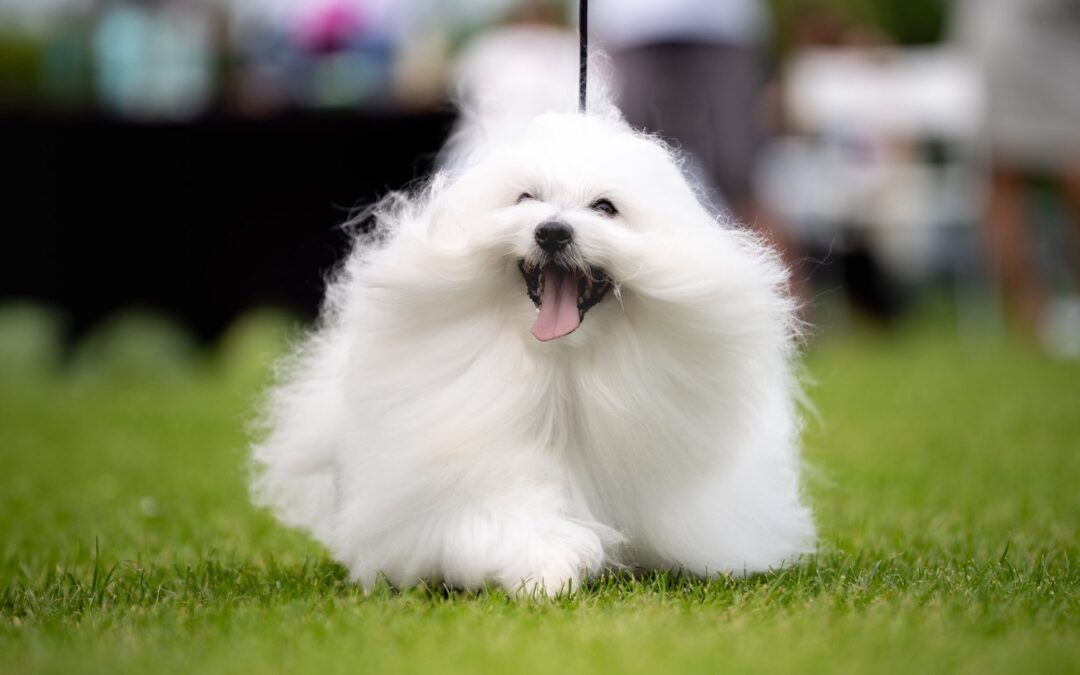 NDS Charsznica 7.06.2025