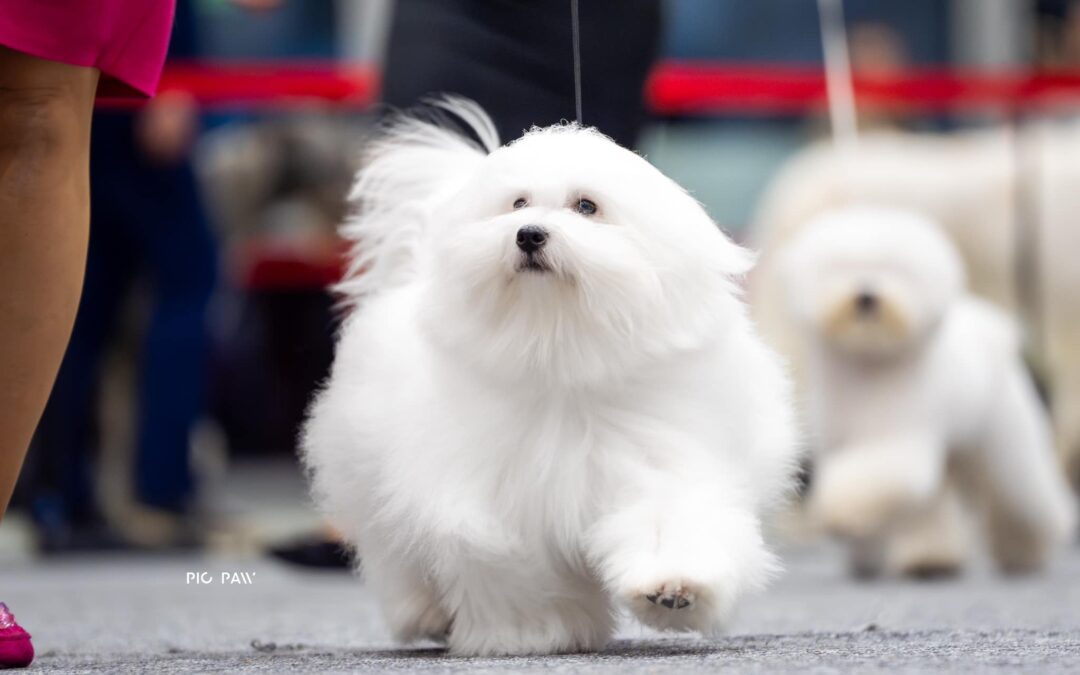 IDS LUBLIN 8.12.2024