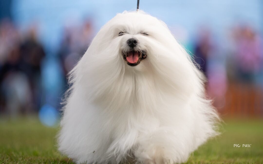 IDS Opole 27.04.2025