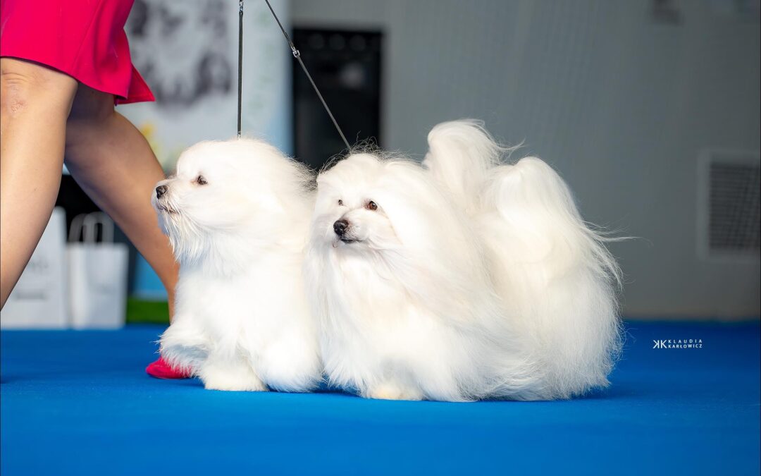 Club Show Companion Dogs 15.03.2025