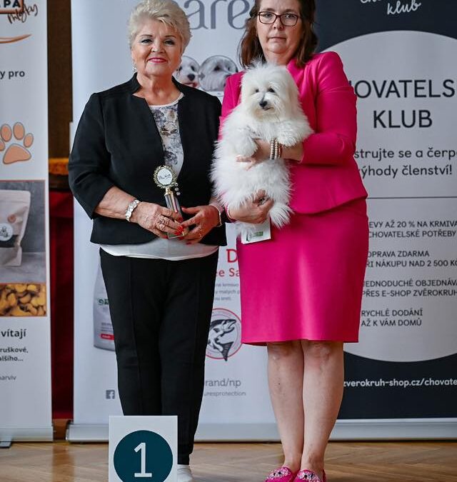 𝗖𝗟𝗨𝗕 𝗦𝗛𝗢𝗪 𝗖𝗼𝘁𝗼𝗻 𝗱𝗲 𝗧𝘂𝗹𝗲𝗮𝗿 𝗕𝗿𝗻𝗼 𝟱.𝟬𝟰.𝟮𝟬𝟮𝟱